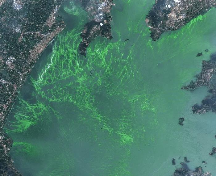 1678170425616041.jpg 藍(lán)綠藻.jpg